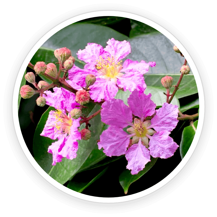 Image of banaba leaves, a plant rich in corosolic acid, used to promote glucose metabolism and insulin sensitivity.