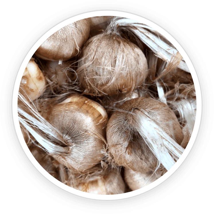 Image of vibrant saffron threads or bulbs, traditionally used for appetite control and mood support in weight management.