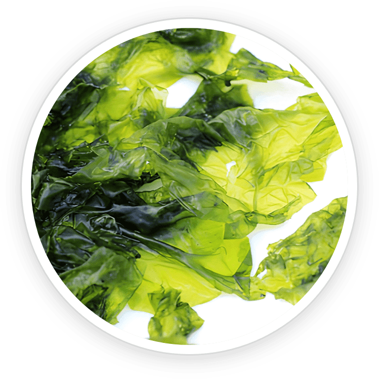 Image of Laminaria japonica seaweed, a source of fucoxanthin, known for boosting fat metabolism and thermogenesis.