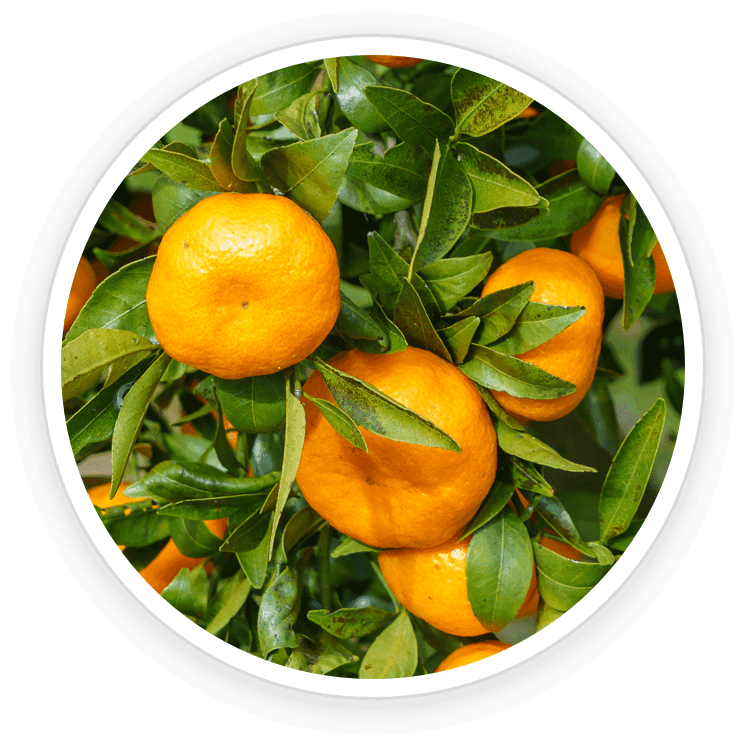 Image of sweet oranges (Citrus sinensis), known for their antioxidant properties and potential blood sugar regulation benefits.
