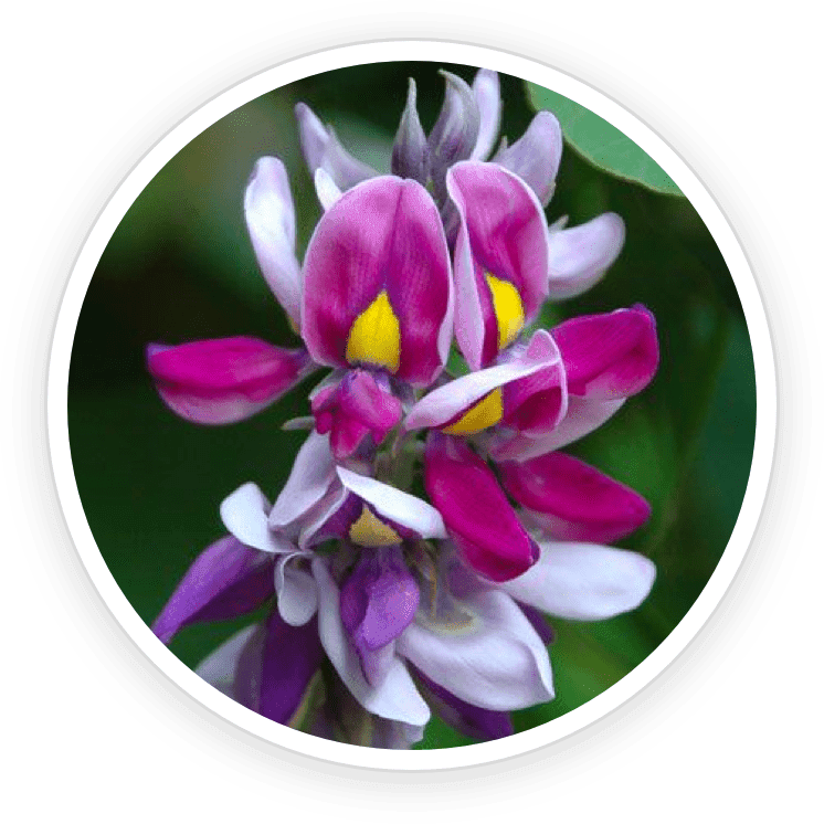 Image of blooming kudzu flowers, traditionally used in herbal medicine to support hormonal balance and metabolism.