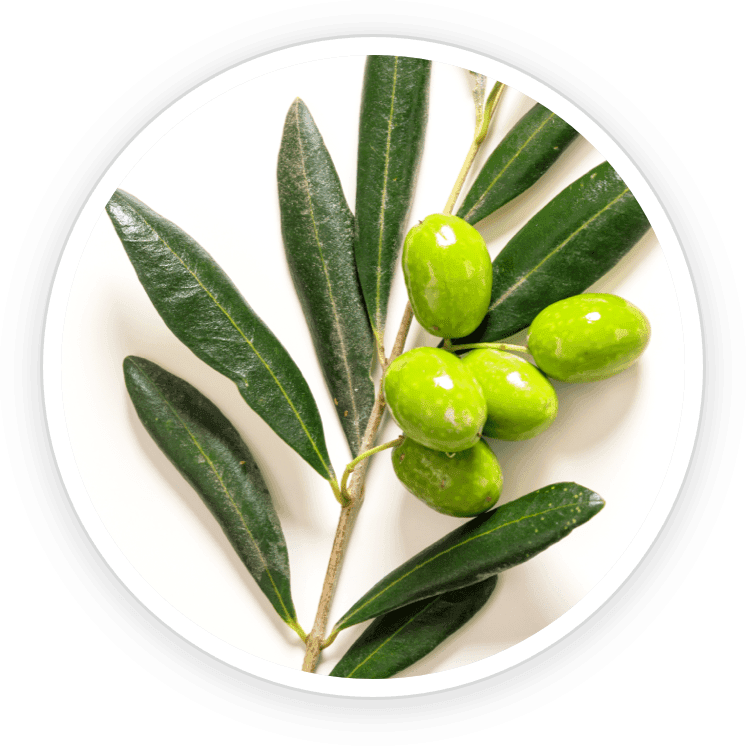 Image of olive leaves, rich in oleuropein, known for cardiovascular support and its role in improving insulin function.