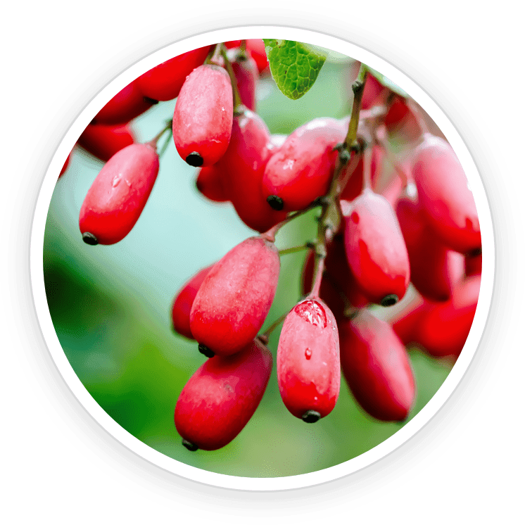 Image of yellow berberine root or supplement capsules, a potent compound used to regulate blood sugar and metabolic health.