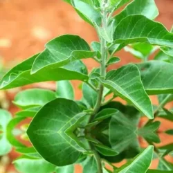 Ashwagandha Nagano Lean Body Tonic