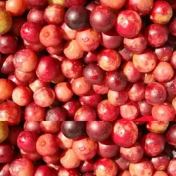 Camu Camu Nagano Lean Body Tonic