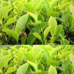 Green Tea Extract (EGCG) Nagano Lean Body Tonic