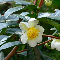 java burn ingredients: Camellia Sinensis