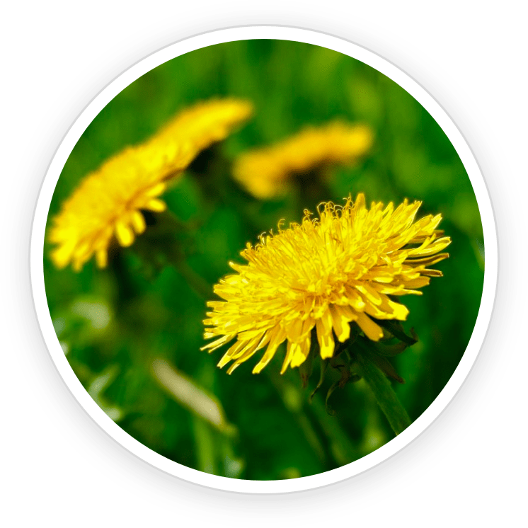 Dandelion root for detox, digestion, and skin health—rich in antioxidants to clear toxins and support liver function.