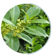 Gluco Extend Ingredients : Gymnema sylvestre