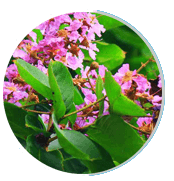 Gluco Extend Ingredients : Lagerstroemia speciosa