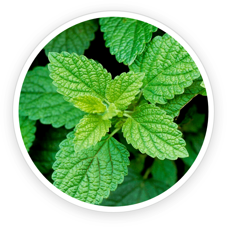 Lemon balm for stress relief, digestion, and skin health—reduces cortisol, soothes gut issues, and protects skin from damage.