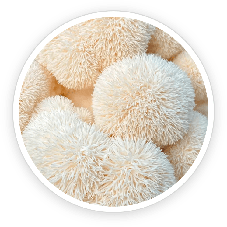 Lion’s Mane mushroom for gut health and skin—supports digestion, reduces inflammation, and promotes a balanced microbiome.