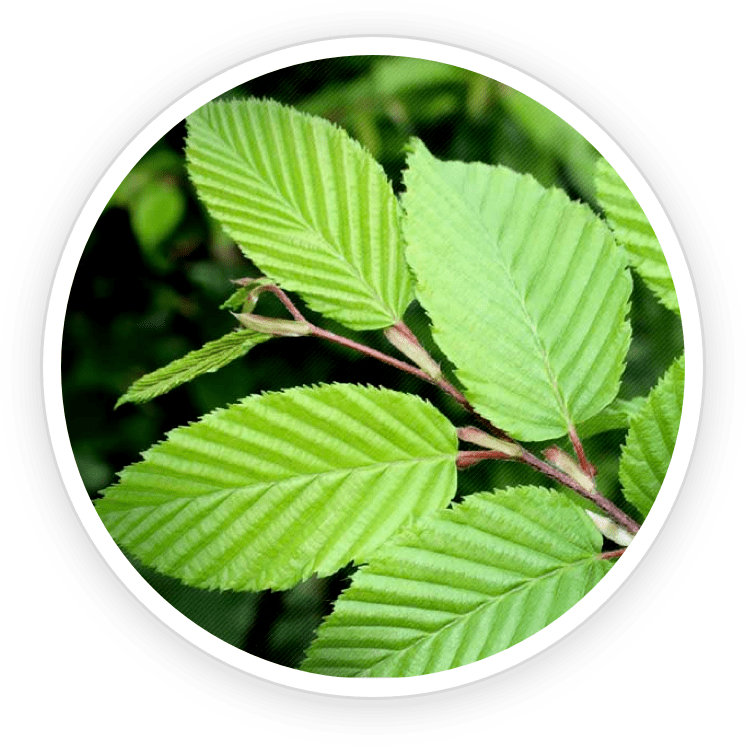 Slippery Elm for gut healing and skin soothing—protects the digestive lining, reduces inflammation, and supports clear skin.