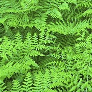 Polypodium Leucotomos plant extract offering UV protection and skin health benefits.