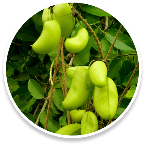 5-HTP, a natural amino acid that boosts serotonin levels, improving mood, sleep, and appetite regulation.