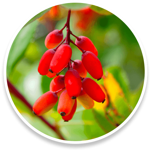 Berberine, a compound traditionally used for its ability to regulate blood sugar and support heart and metabolic health.