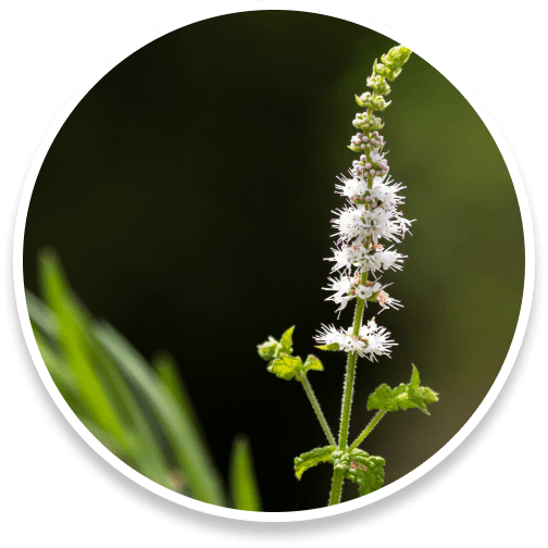 Black Cohosh, a herb used to support hormonal balance, reduce inflammation, and improve sleep quality.