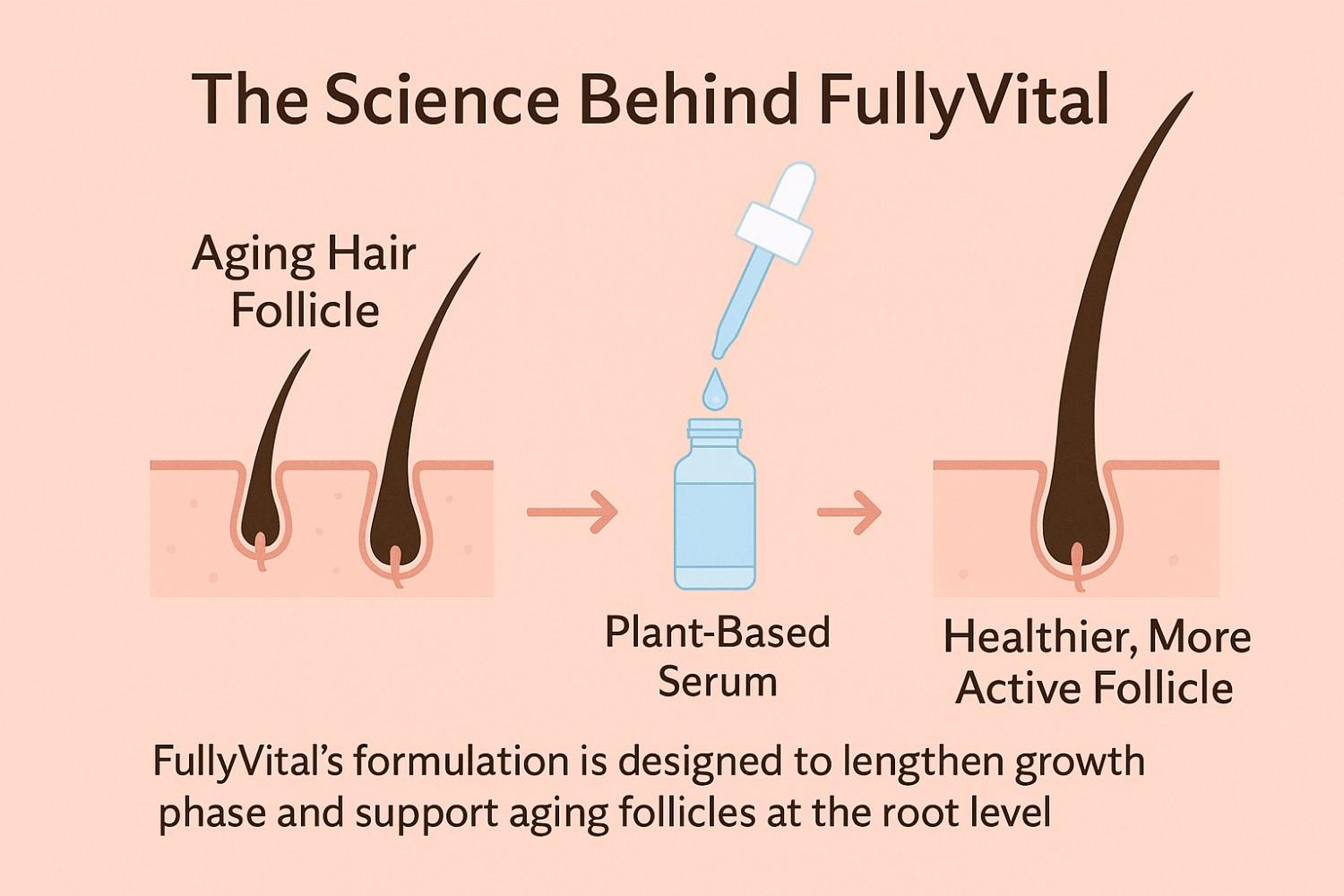 Infographic showing how FullyVital’s plant-based serum helps rejuvenate aging hair follicles by supporting growth phase and root-level health.