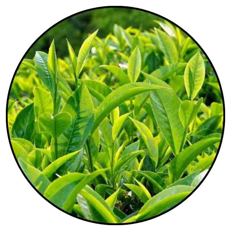 Green tea leaves rich in epicatechin, a natural antioxidant used in topical skincare.