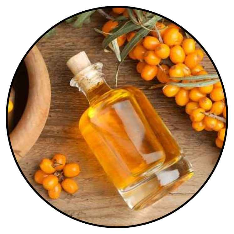 Bright orange sea buckthorn berries on a branch, source of sea buckthorn oil for skin nourishment.