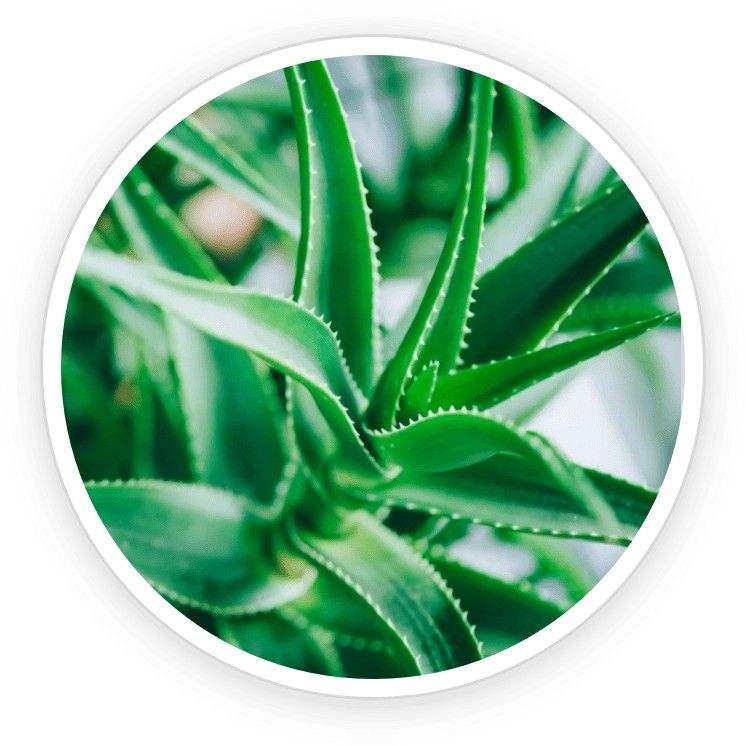 Aloe vera leaf with clear gel oozing out, symbolizing soothing and hydrating skin benefits.