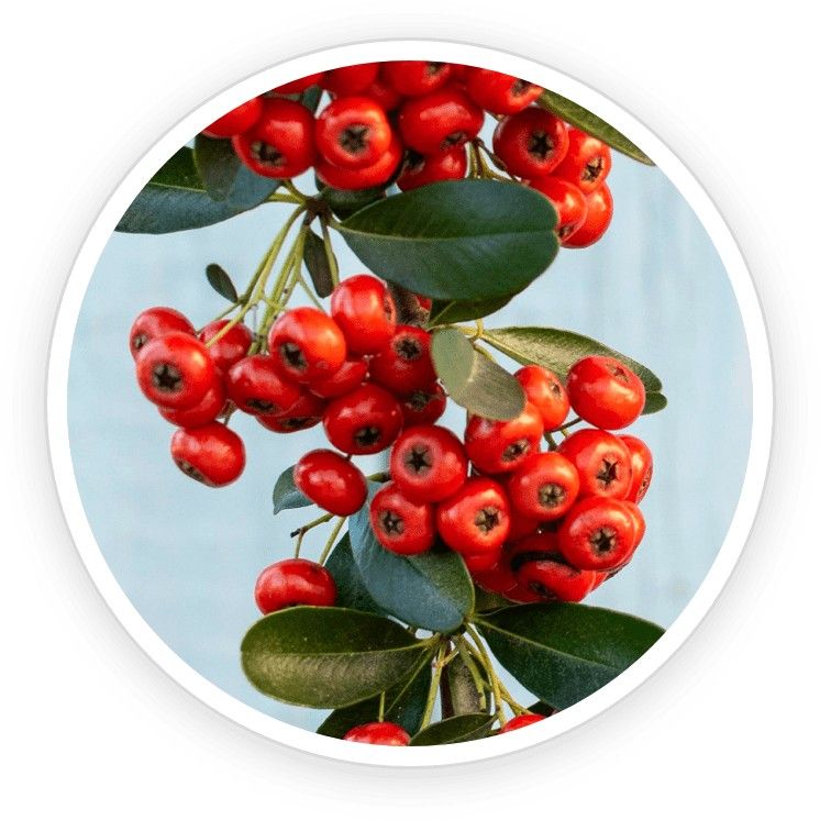 Bearberry plant leaves, a source of arbutin that helps reduce dark spots naturally.