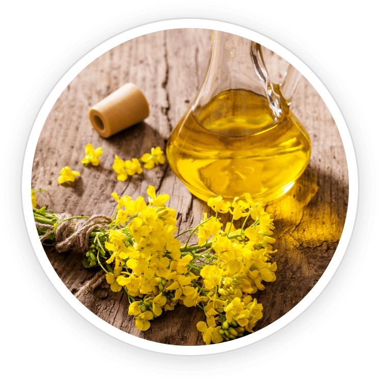 A bottle of canola oil placed near yellow canola flowers, illustrating nourishment and softening properties.