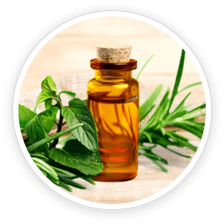 Tea tree oil bottle with fresh tea tree leaves, emphasizing its natural antifungal properties.